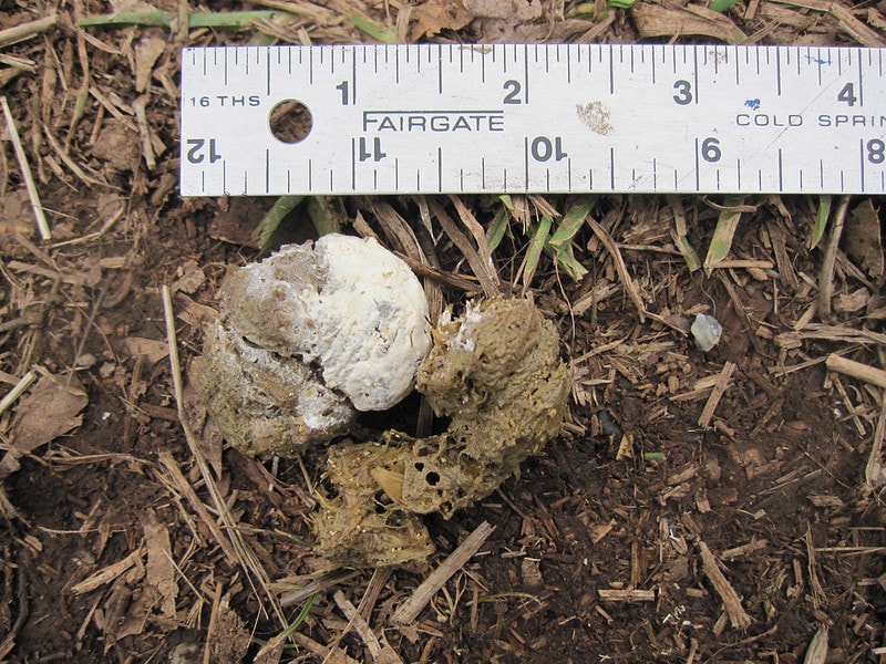 normal chicken poop