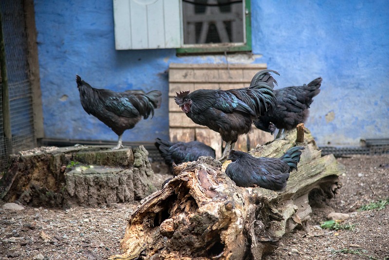 svart hona chicken flock