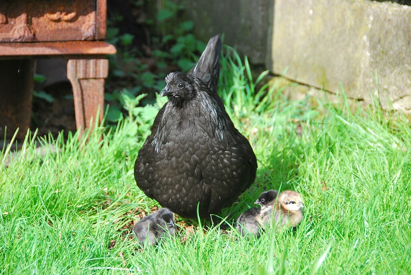 svart hona hen with chicks